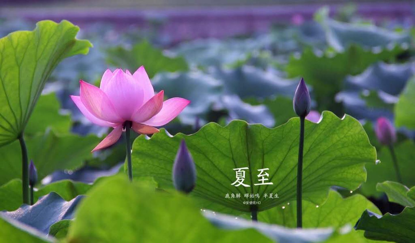 纤畅·中国传统二十四节气之夏至 - 郑州纤畅生物科技有限公司